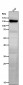 Anti-IFNAR1/Beta R1 Rabbit Monoclonal Antibody